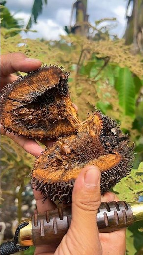 Buah peluntan karring