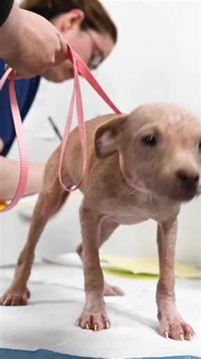 Humane World for Animals | The 70+ animals rescued from the massive, alleged animal neglect in case in Texas have been living in horrific conditions. Many are... | Instagram