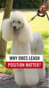 Where does your dog's collar sit? Leadership is in the details, and your dog will feel it. ¿Dónde se coloca el collar de tu perro? El liderazgo está en los detalles, y tu perro lo siente. 🐾 | Cesar Millan