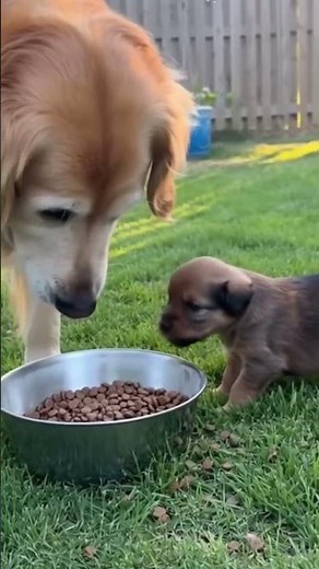 Big Dog Shocked When Tiny Puppy Fights for Food 🍽️🤣
