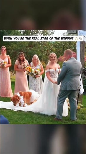 Dog Steals the Show at His Owner’s Wedding 🐶💍