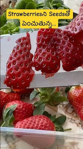 How to grow strawberry plants from seeds 😲😲#gardeningtips #plants #farming #ytshorts