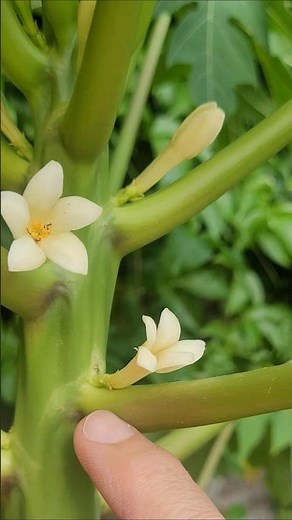 Como Saber se o Mamoeiro é Macho ou Fêmea.