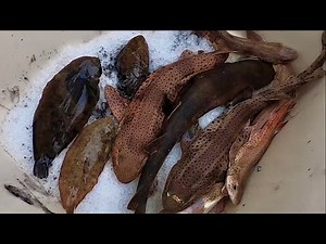Hauling Gill Nets in Rough Seas - Flatfish - Sharks , Cuttlefish, Catch N Cook