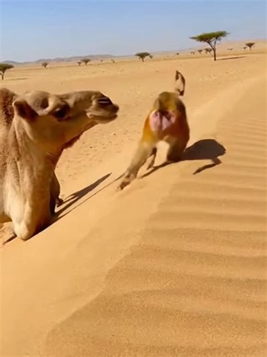 Monkey vs Camel: A Desert Showdown