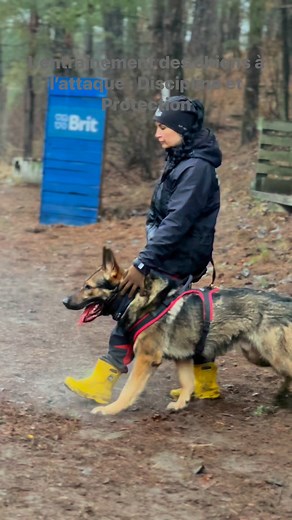 🐕💪 L’entraînement des chiens à l’attaque : Discipline et Protection 🛡️L’entraînement des chiens à l’attaque est une discipline exigeante qui allie obéissance, puissance et contrôle. 🔥 Ces sessions permettent de former des chiens de protection, utilisés par les forces de l’ordre 🚔, les agents de sécurité 🏢 ou encore les particuliers souhaitant une protection rapprochée.🔹 Obéissance avant tout 🎯 : Un chien d’attaque doit être parfaitement dressé pour répondre aux ordres de son maître avec 
