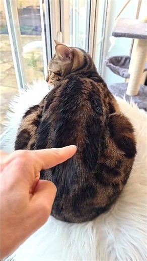 Watch what happens if you touch my back there!