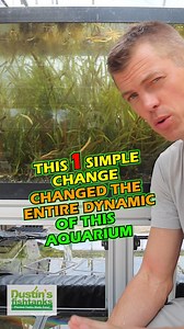 42K views · 539 reactions | This 1 Simple Change, Changed The Entire Dynamic Of This Aquarium!  GOLDEN DOJO LOACHES  I am loving how they all came out in the masses. Watch them feed. Are you keeping any Golden Dojo Loaches? What fish is the JERK in your aqurium? TANK ON! Follow us! @DustinsFishTanks https://linktr.ee/dustinsfishtanks #goldendojoloach #fish #loach #aquarium | Dustin's Fishtanks | Facebook