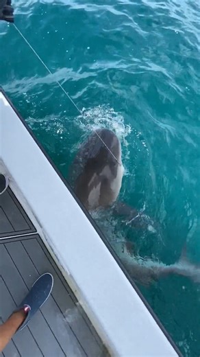 The man in the gray suit! 🦈 🎣 Reel Tight Fishing Charters 📍 Sarasota, Florida #bullshark #sharkfishing #sharks #biggamefishing #saltwaterfishing #sarasota #florida #floridafishing #fishing #fishingbooker | FishingBooker