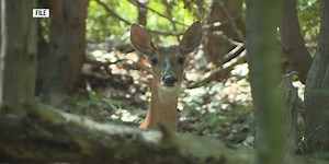 Preliminary report shows increase in 2024 UP deer harvest numbers