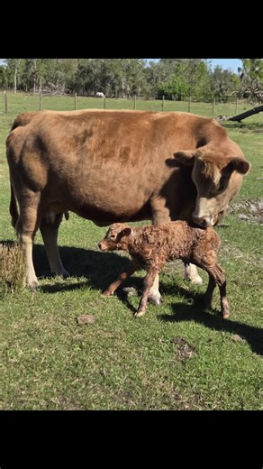Welcome to the farm little one! We kept going back on forth on whether or not Effie was bred and surprise!!! Watched this sweet little one be born this morning. 🥰. #farm #homestead #cowsoftiktok #calvesoftiktok #calf #cattle #farmlife