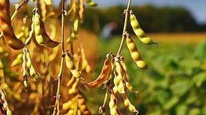 豆荚生长与大豆黄豆毛豆