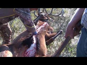 Elk Field Prep – Gutting 1