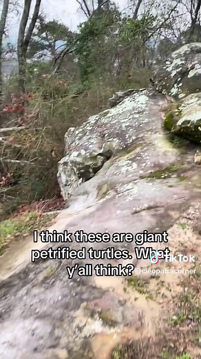 Discovering Giant Petrified Tortoises in Alabama