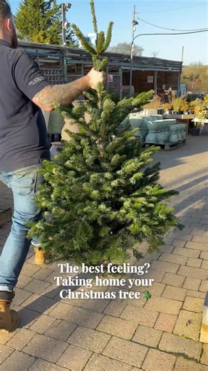 1.4K reactions · 21 shares | Name a better feeling… we’ll wait! This is your sign to get your tree this weekend 朗 What’s your favourite part of the Christmas season? Ours is helping you find the perfect Christmas tree! ✨ Visit any In-Excess Garden Centre to find yours - starting from only £30 ️ #ChristmasTree #Christmas #Festive | In-Excess | Facebook