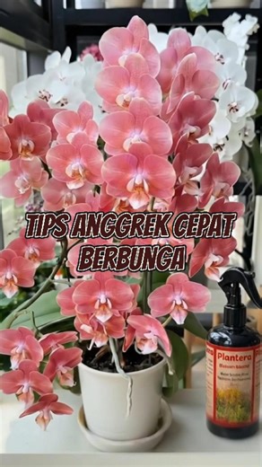 Tips Anggrek Bulan Cepat Berbunga dengan Plantera