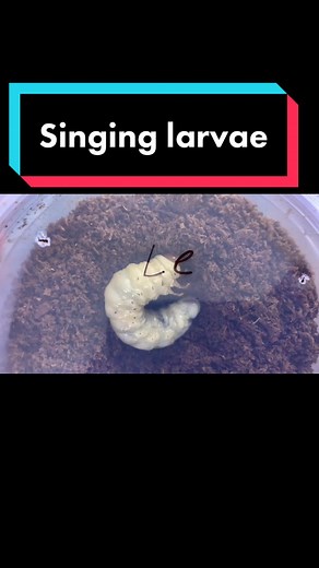 Stridulation in Beetles: Nature's Unique Sound