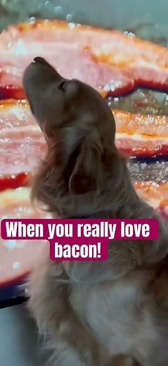 Dog’s Ultimate Bacon Obsession! 🐶🍖😂