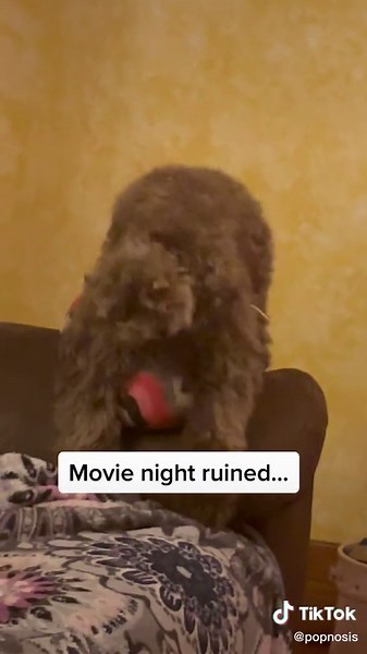 Hilarious Muppet Funny Moments with Friends Dog