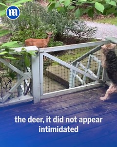 29K views · 172 reactions | Dog fails to scare away a deer. 歷 | Daily Mail Video | Facebook