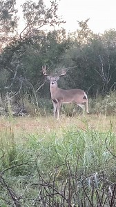 The whitetail deer | D-Tex Whitetails