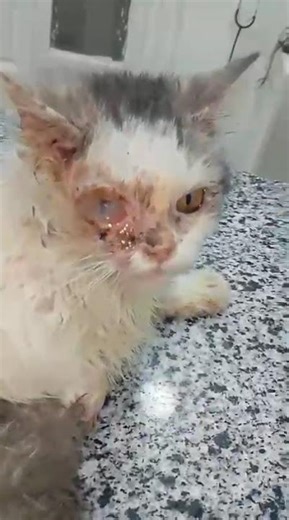 Abandoned House Cat’s Leg MUTILATED In Horrific Attack [STORY BELOW]