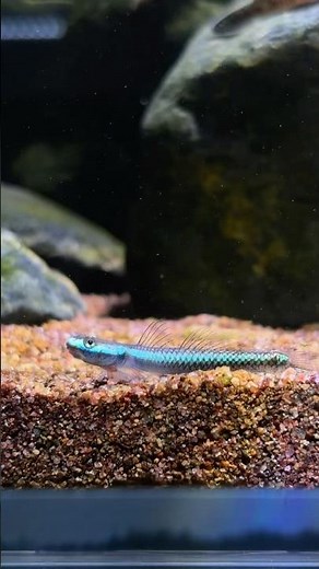 The Neon Goby, Stiphodon semoni, is another exceptionally beautiful dwarf goby.