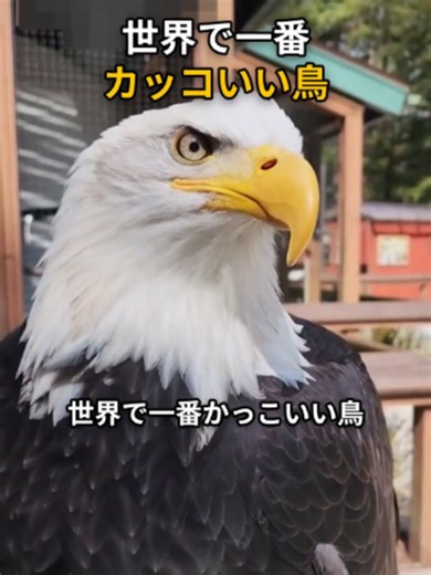 世界で一番かっこいい鳥この鳥が #イーグル#自然 #動物
