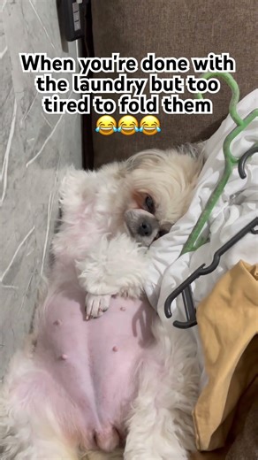 Can't get enough of this cute little pup #petlover #youtubeshorts #dogs #shihtzu