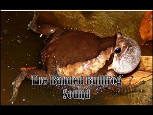 The Banded Bullfrog Sound (Kaloula pulchra)