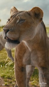 Paws up, claws out, it's time for some action! 🔥🦁 Watch #Mufasa: The Lion King, only in cinemas now! | Walt Disney Studios