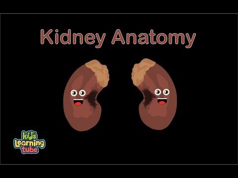 Human Body /Kidney Song/Human Body Systems