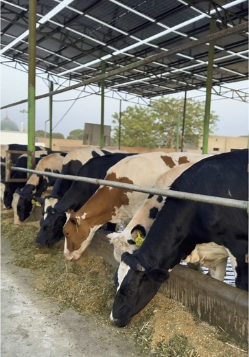 Essential Insights on Heifers in Dairy Farming