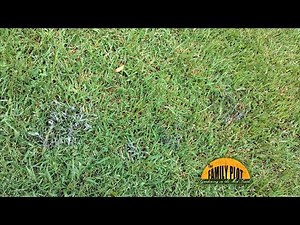 Q&A – How do I get rid of this grey fungus in my lawn?