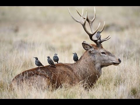 Des coopérations entre les êtres vivants : symbiose, mutualisme et commensalisme