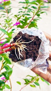 How to growing periwinkle flower plant by air leyaring || Make your garden colorful #highlight #Amazing #shorts #highlights #reelsviralシfb #shortsvideos #fblifestyel #tricks #fblifestyle #reels | Rana Craft