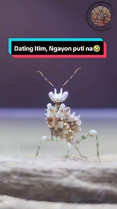 103K views · 2.2K reactions | From black spiny flower mantis - White spiny flower mantis, Puting hindi inaakala藍藍 #theexoshortofficial #Theexoshort #exoticpetsofexoshort #Mantis #spinyflowermantis #Mantids #pseudocreobotrawahlbergi #exotic #Pet #Hobby #Animals #Fyp #Trending #Video #Short #Reels #Viral #Clips #thankyoumgakaexo | The ExoShort Official | Facebook