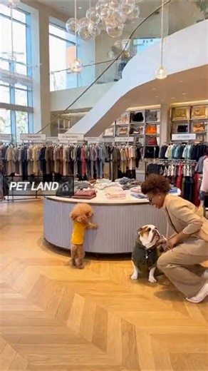 the largest clothing store for dogs | dogs clothing boutique. #dogclothing #dogclothes #shorts