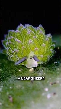 Leaf Sheep Showcase Intentional Design