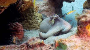 Download Octopus in the ocean for free