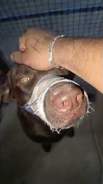 Aari - The Labrador - Walking and patience control