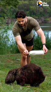 1.3M views · 138K reactions | This guy chases down wild wombats to save their lives — and one of them says thanks with the sweetest grin  | Little But Fierce by The Dodo | Facebook