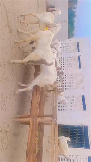 Raising Strong and Healthy Goats at Zam Zam Goat Valley