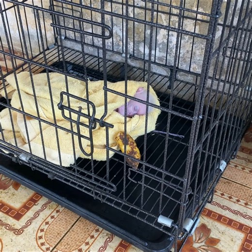 4K views · 89 reactions | Baby monkey cries to be bathed | Animal Home | Facebook