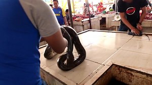 【生猛】【怕蛇者慎入】- 印尼美食 - 巨大的蟒蛇咖喱和辣炒野猪肉！Indonesian Food - GIANT PYTHON Snake Curry