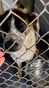 Buckeye is 11 months old now and has spent the past 5 months with us. It’s very sad to see him grow up in the shelter. He is a fantastic pup! He is so friendly and happy. He just loves to play.😃 Buckeye is great with other dogs and has made so many doggy friends. He did wonderful at every event we took him out to when the weather was nicer. He has loved every single person he’s ever met. ❤️ He is crate trained, knows “sit” and is so handsome. 🤩 We can’t figure out why he hasn’t been adopted ye