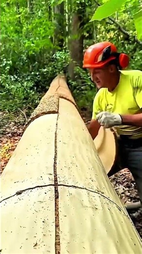 Stripping bark sheets from freshly cut tree trunk in forest