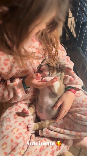 Bull's In Skate Eleveur Bulldog Anglais Hélène Llopis | Comment commencer un bon dimanche 🥰♥️ Toinette est un Amour❤️#bullsinskate #bulldoganglais #elevage #puppy #lof | Instagram