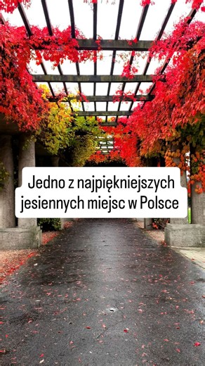 Najpiękniejsze jesienne miejsce w Polsce! Chciałbym Wam pokazać miejsce które jesienią staje się absolutnie magiczne nawet gdy kompletnie leje deszcz! Zobaczcie jakie zdjęcia telefonem zrobiłem na wrocławskiej pergoli! #polska #polskajestpiekna | Mazurek Photographer