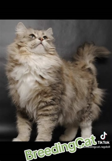 “Te cuento un dato curioso sobre el gato Siberiano que podría sorprenderte… 🐱❄️” #GatoSiberiano #RazaSiberiana #GatosHipoalergénicos #DatoFelino #CuriosidadesDeGatos #GatosTikTok #AmantesDeLosGatos #CatLovers #GatitosBonitos #GatosTiernos #GatosHermosos #CatTok #MascotasTikTok #GatoDeRaza #SiberianCat #GatoRuso #FelinosTikTok #GatitosDelMundo #CatFacts #DatosDeGatos #GatitosTikTok #GatosDelFrío #GatitosTiernos #Gatopedia #breedingcatsiberian #breedingcat #breedingcatragdoll